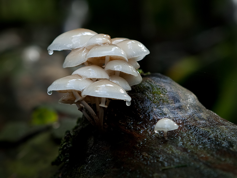 Oudemansiella mucida Porceline fungus Porseleinzwam